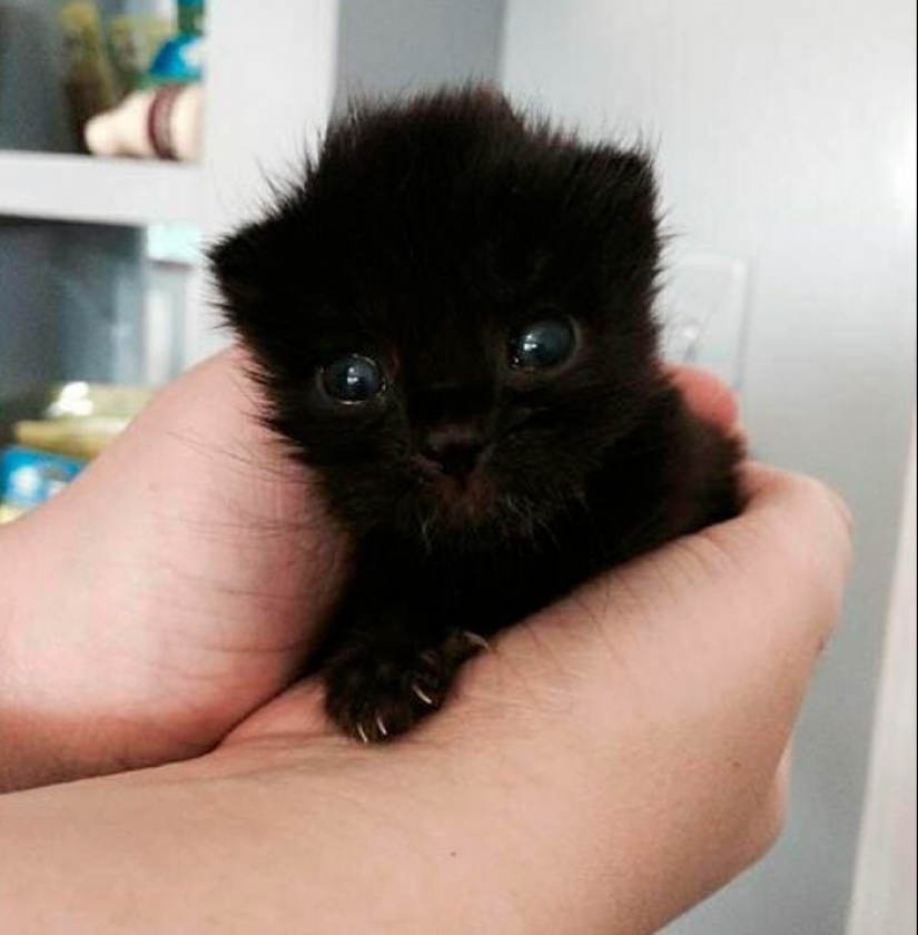 40 charming photos of evidence that black cats need not fear 40 charming photos of evidence that black cats need not fear