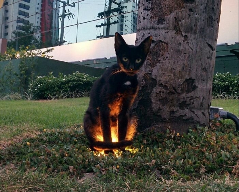 40 charming photos of evidence that black cats need not fear 40 charming photos of evidence that black cats need not fear