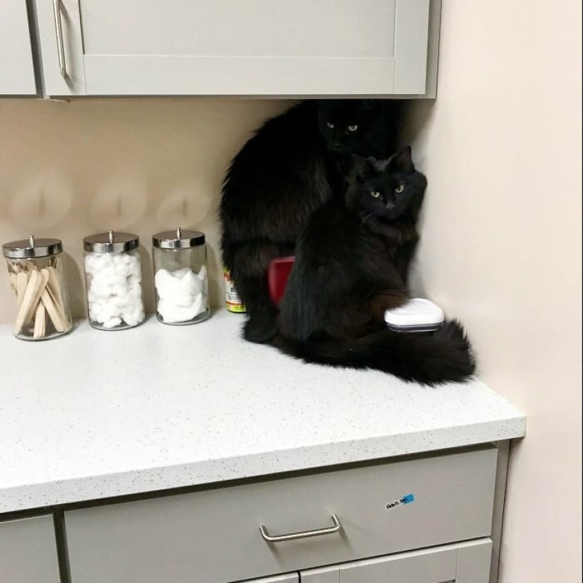 40 charming photos of evidence that black cats need not fear 40 charming photos of evidence that black cats need not fear