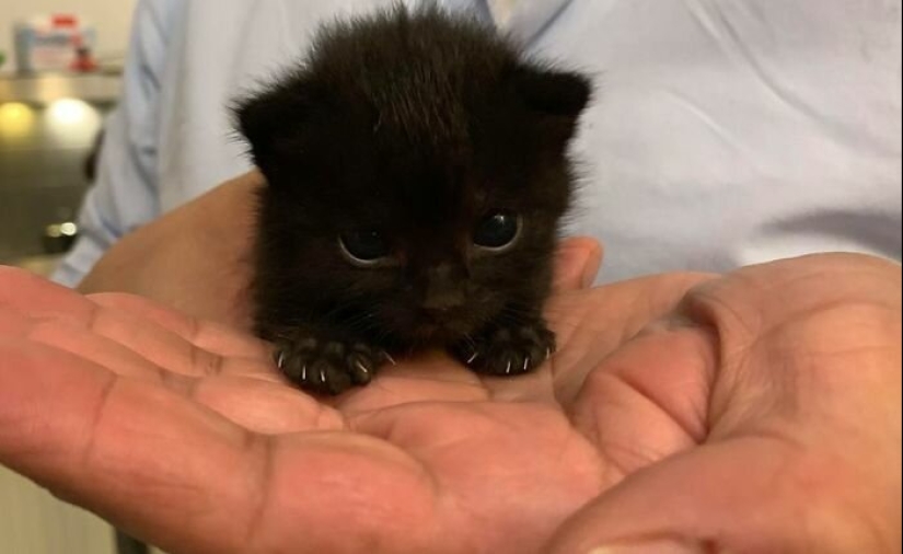 40 charming photos of evidence that black cats need not fear 40 charming photos of evidence that black cats need not fear