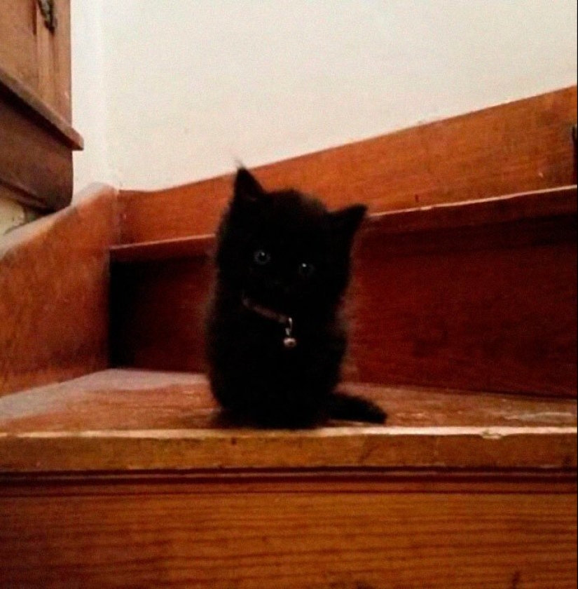 40 charming photos of evidence that black cats need not fear 40 charming photos of evidence that black cats need not fear