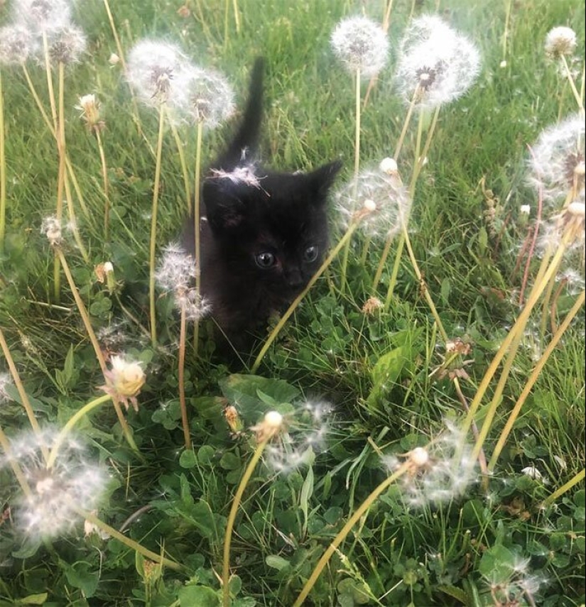 40 charming photos of evidence that black cats need not fear 40 charming photos of evidence that black cats need not fear