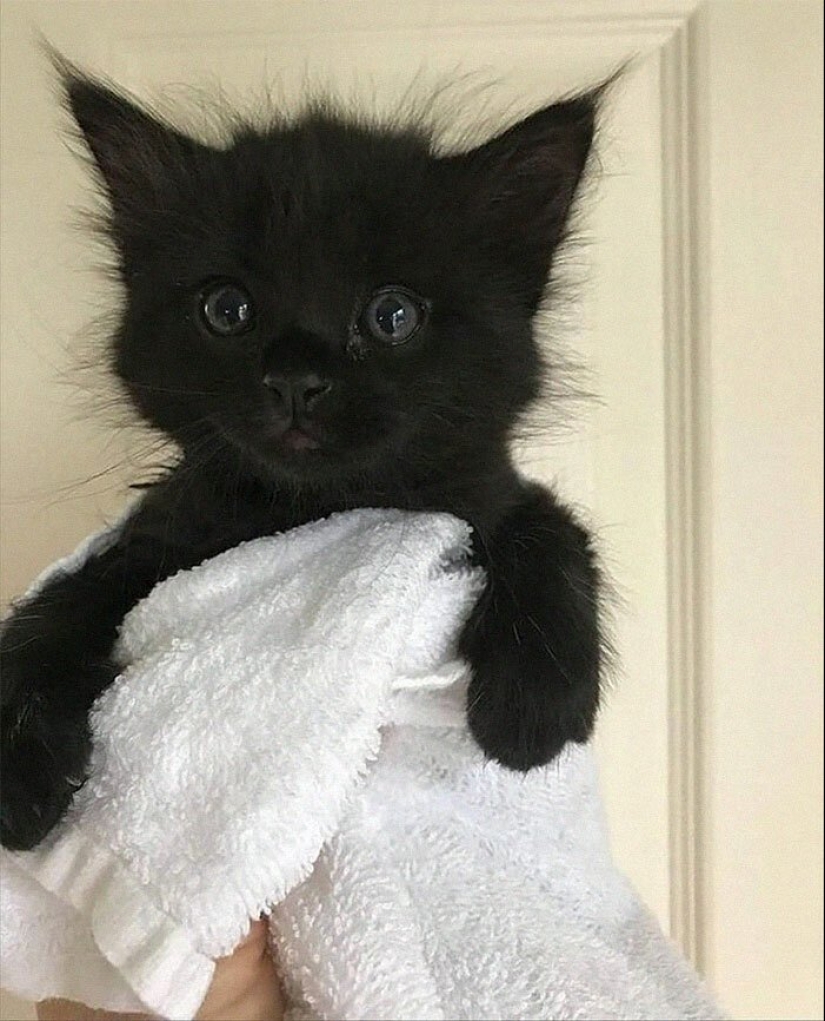 40 charming photos of evidence that black cats need not fear 40 charming photos of evidence that black cats need not fear