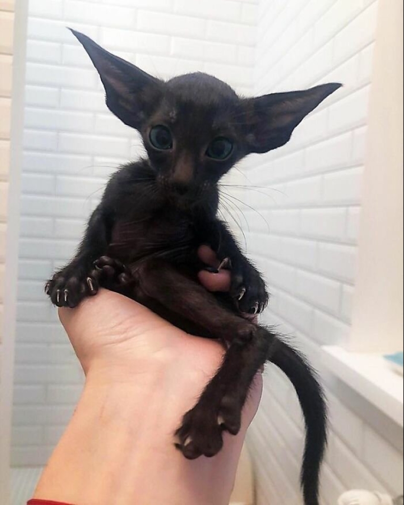 40 charming photos of evidence that black cats need not fear 40 charming photos of evidence that black cats need not fear