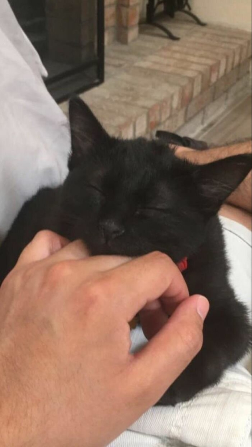 40 charming photos of evidence that black cats need not fear 40 charming photos of evidence that black cats need not fear