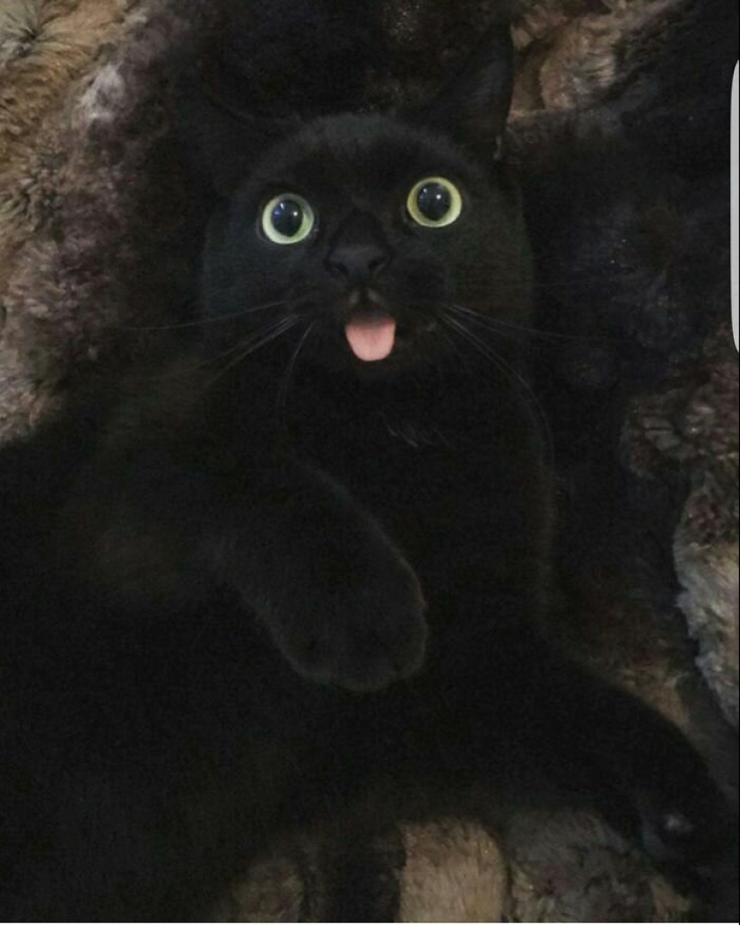 40 charming photos of evidence that black cats need not fear 40 charming photos of evidence that black cats need not fear