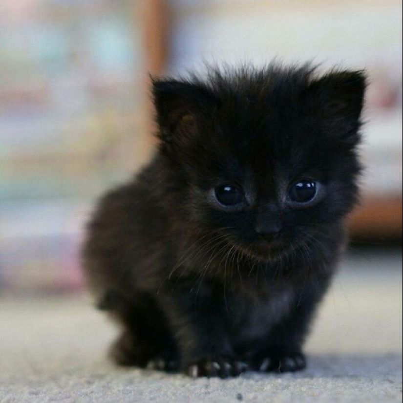 40 charming photos of evidence that black cats need not fear 40 charming photos of evidence that black cats need not fear