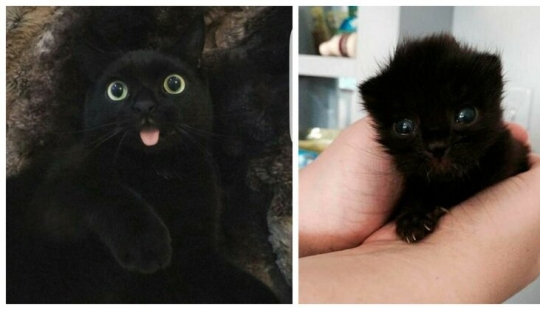40 charming photos of evidence that black cats need not fear 40 charming photos of evidence that black cats need not fear
