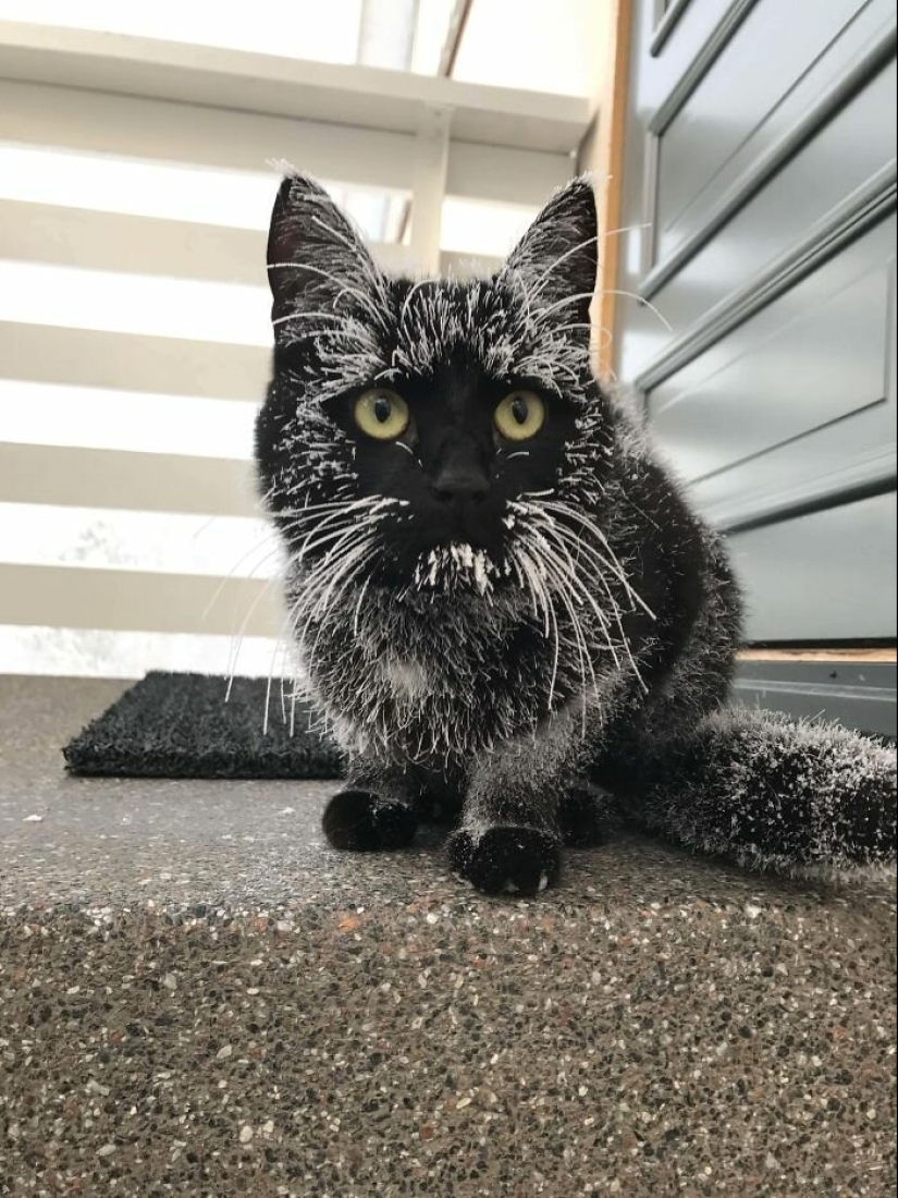 40 charming photos of evidence that black cats need not fear 40 charming photos of evidence that black cats need not fear