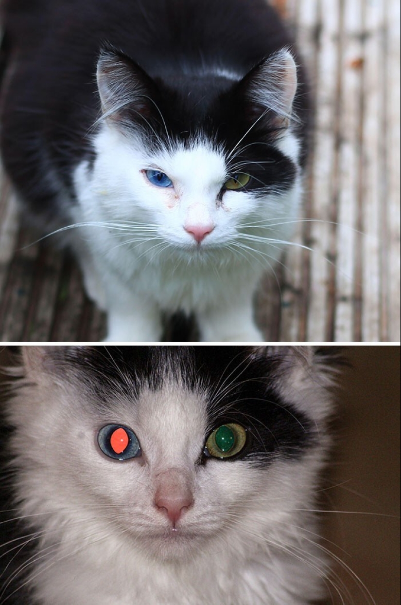 40 divertidas comparaciones fotográficas que abren una nueva visión del mundo 40 divertidas comparaciones fotográficas que abren una nueva visión del mundo