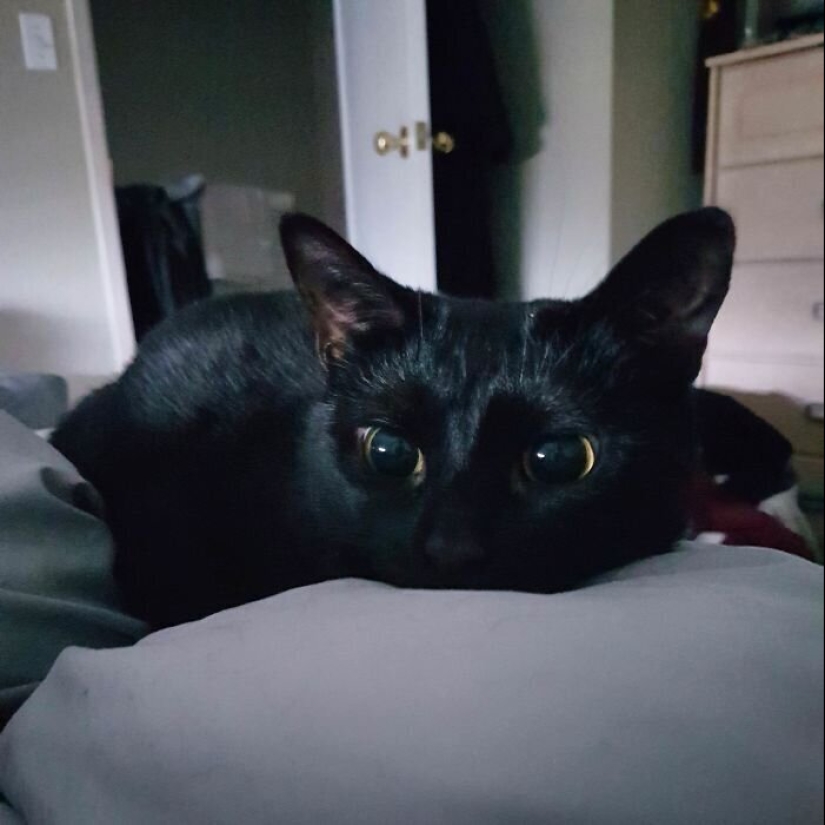 40 dogs and cats whose eyes glow with love and adoration 40 dogs and cats whose eyes glow with love and adoration