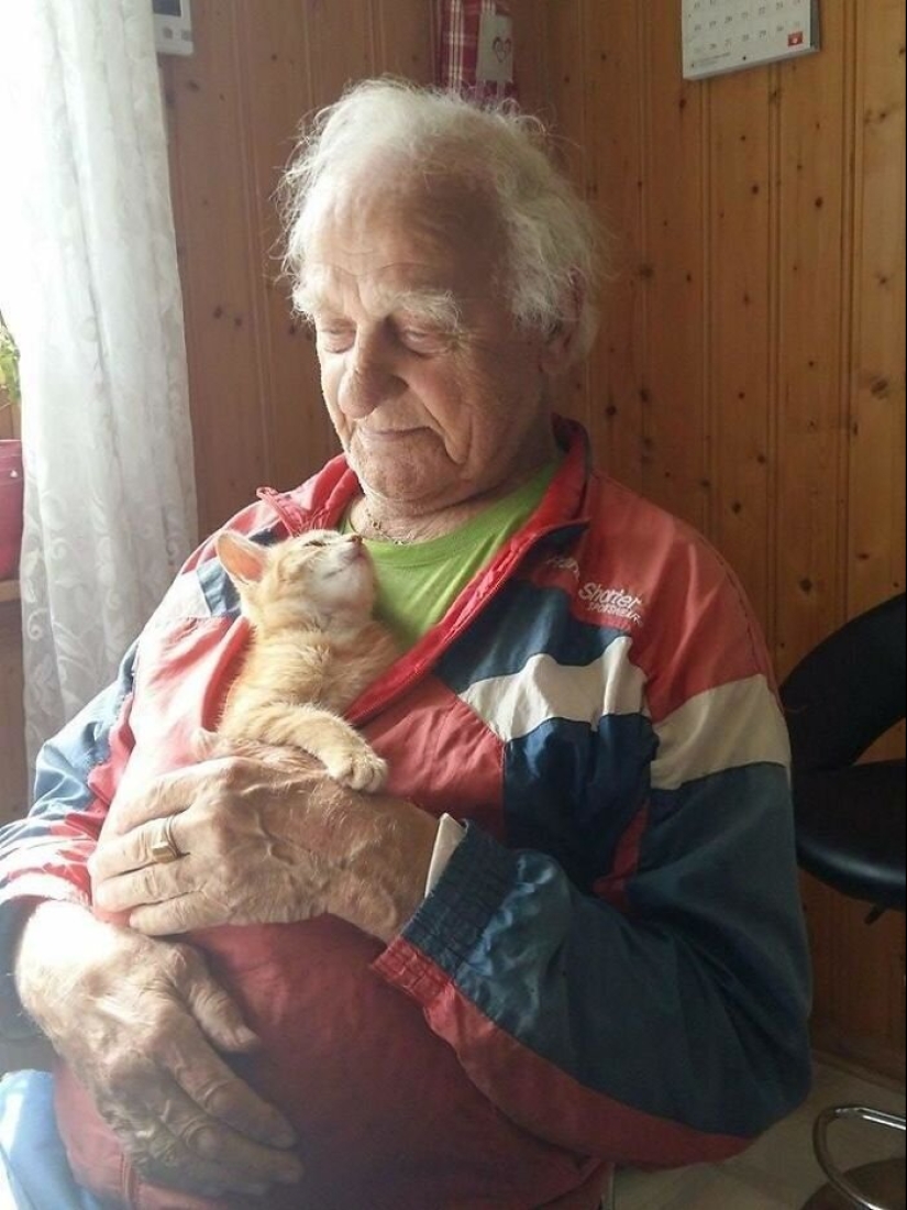 40 dogs and cats whose eyes glow with love and adoration 40 dogs and cats whose eyes glow with love and adoration