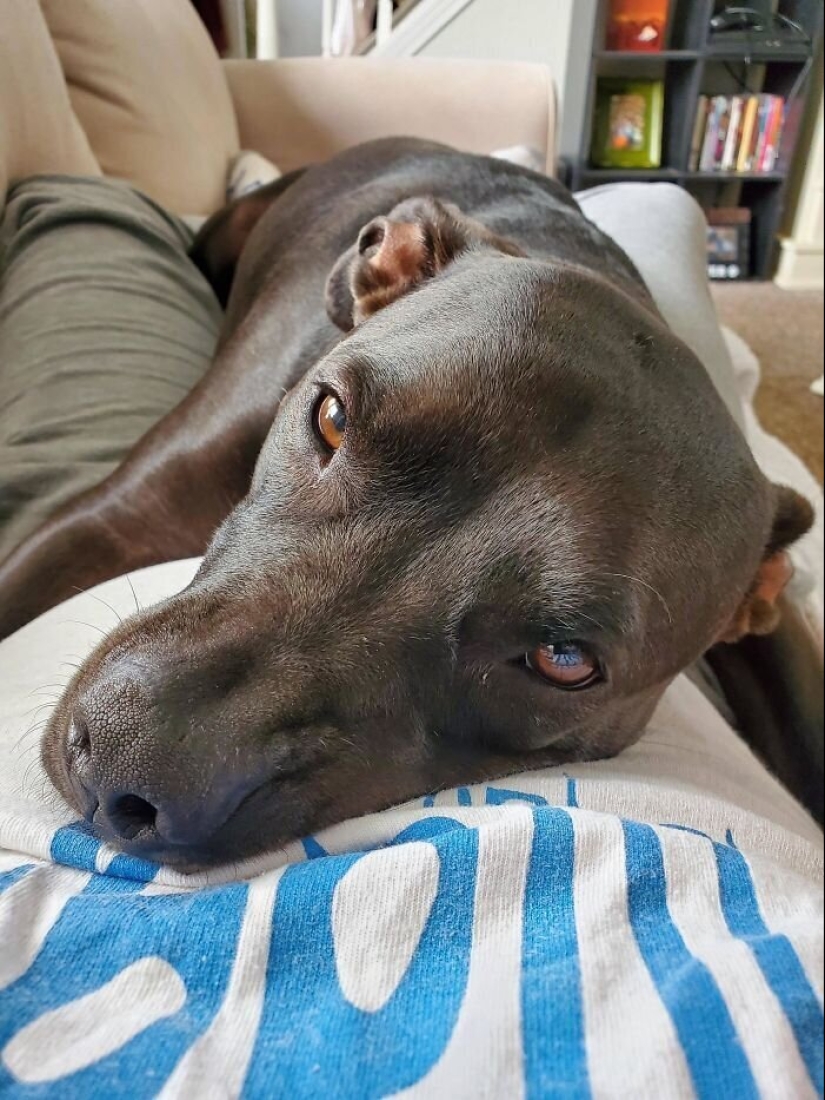 40 dogs and cats whose eyes glow with love and adoration 40 dogs and cats whose eyes glow with love and adoration