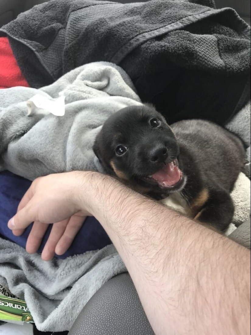 40 dogs and cats whose eyes glow with love and adoration 40 dogs and cats whose eyes glow with love and adoration