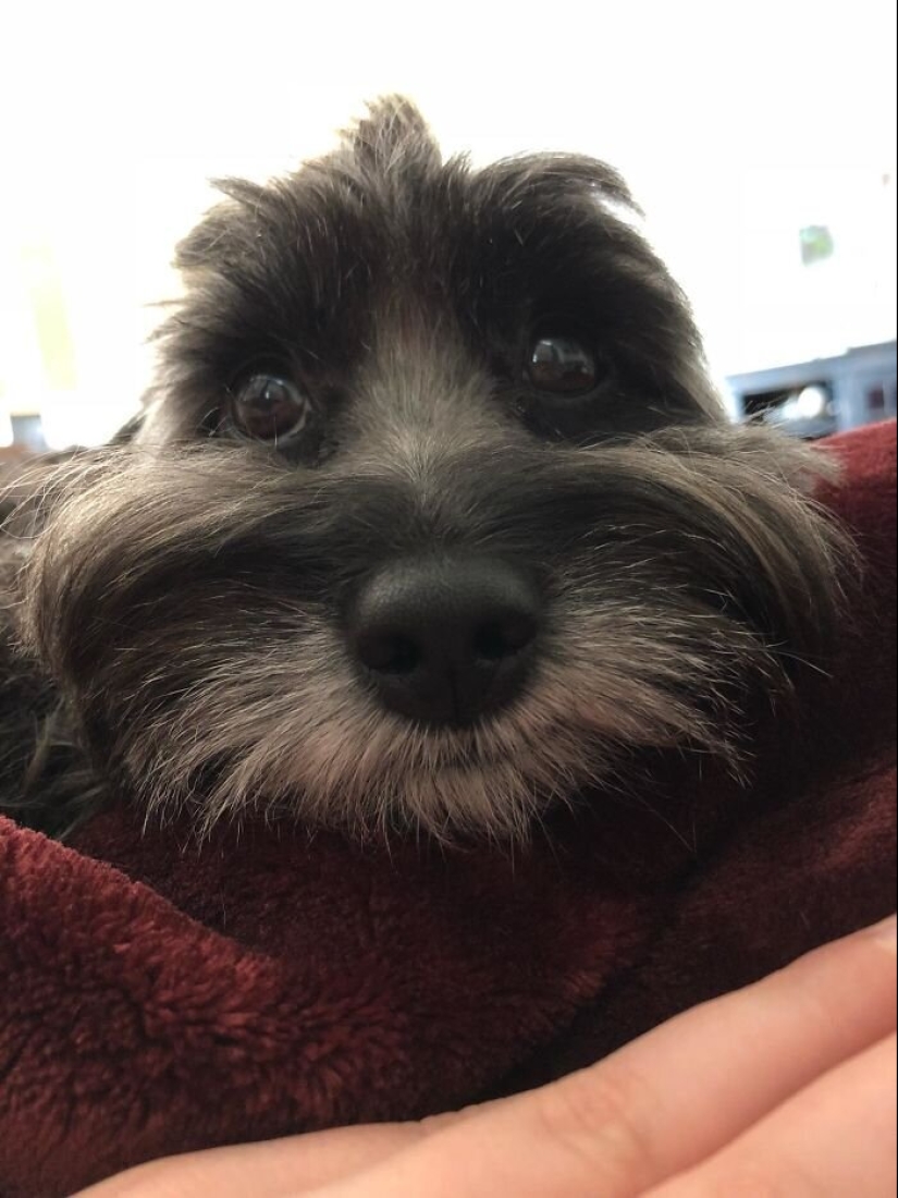 40 dogs and cats whose eyes glow with love and adoration 40 dogs and cats whose eyes glow with love and adoration