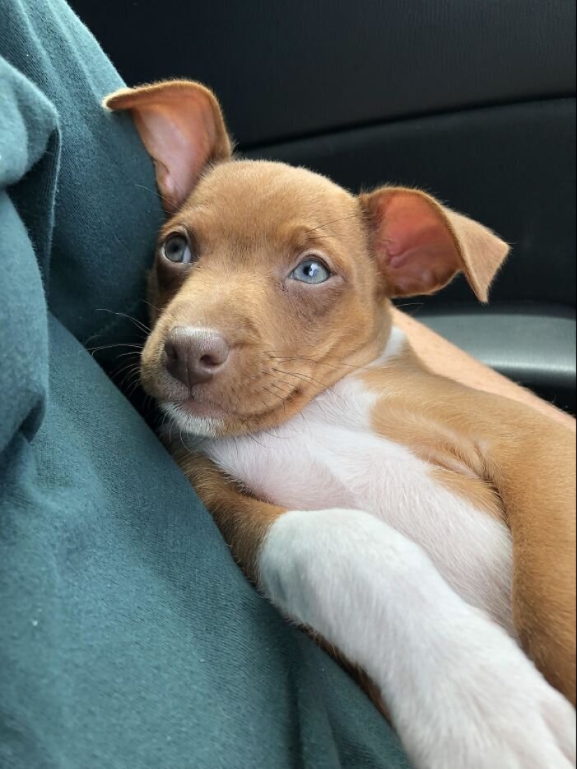 40 dogs and cats whose eyes glow with love and adoration 40 dogs and cats whose eyes glow with love and adoration
