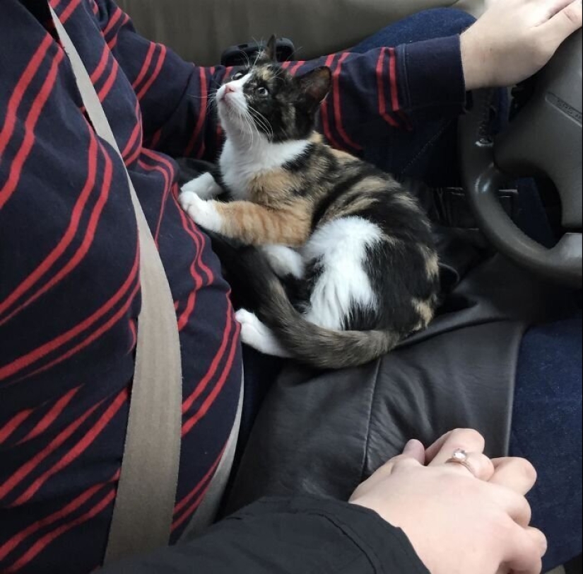 40 dogs and cats whose eyes glow with love and adoration 40 dogs and cats whose eyes glow with love and adoration