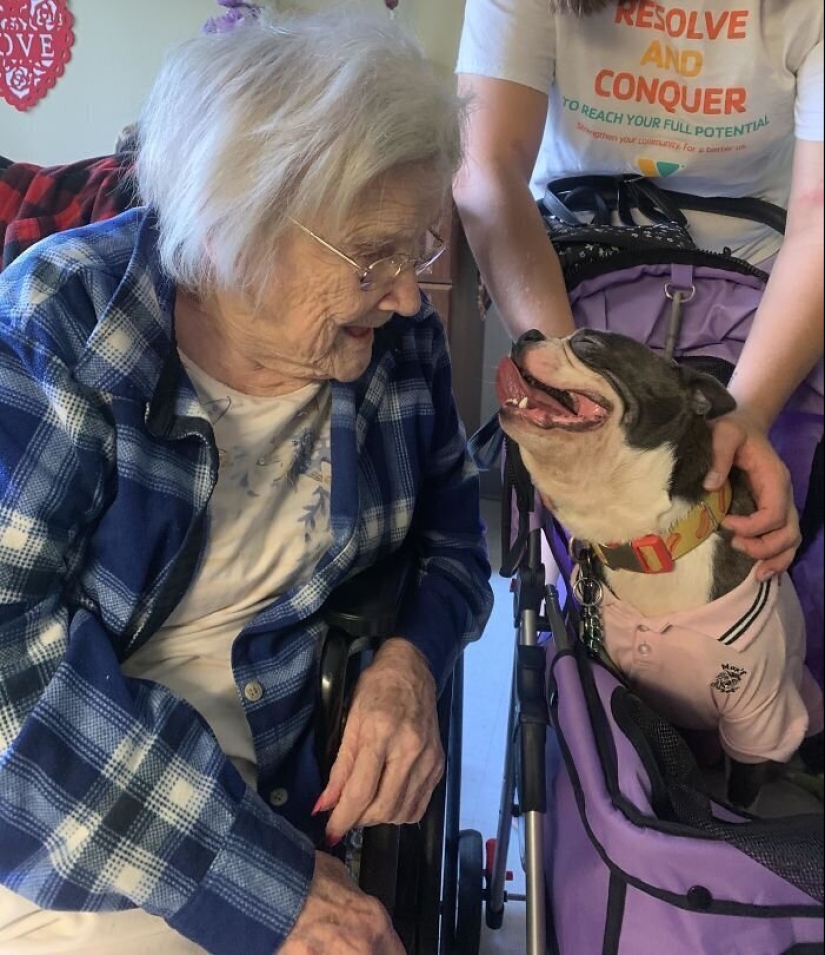 40 dogs and cats whose eyes glow with love and adoration 40 dogs and cats whose eyes glow with love and adoration