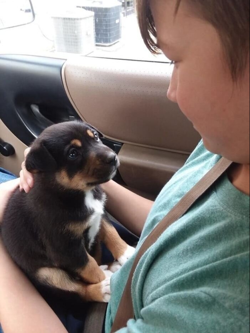 40 dogs and cats whose eyes glow with love and adoration 40 dogs and cats whose eyes glow with love and adoration