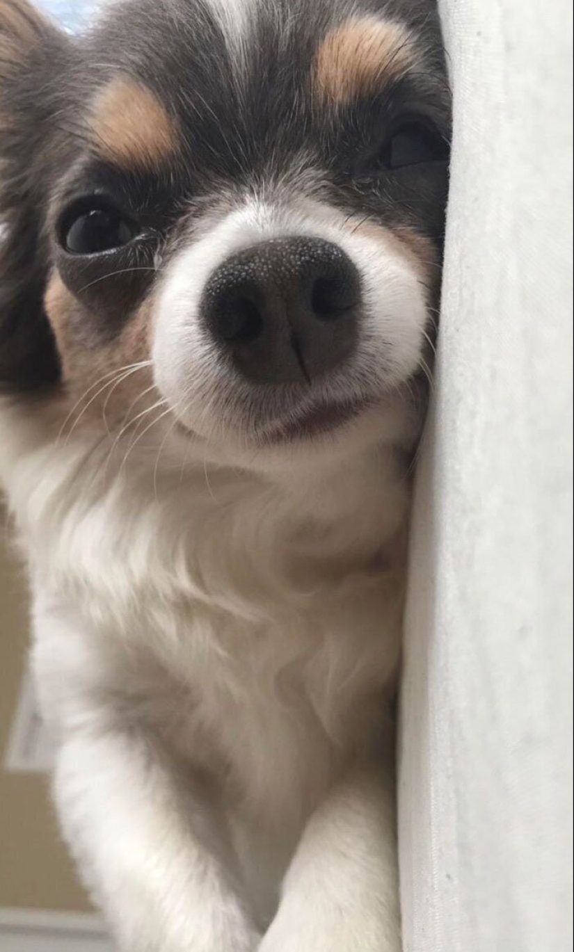 40 dogs and cats whose eyes glow with love and adoration 40 dogs and cats whose eyes glow with love and adoration