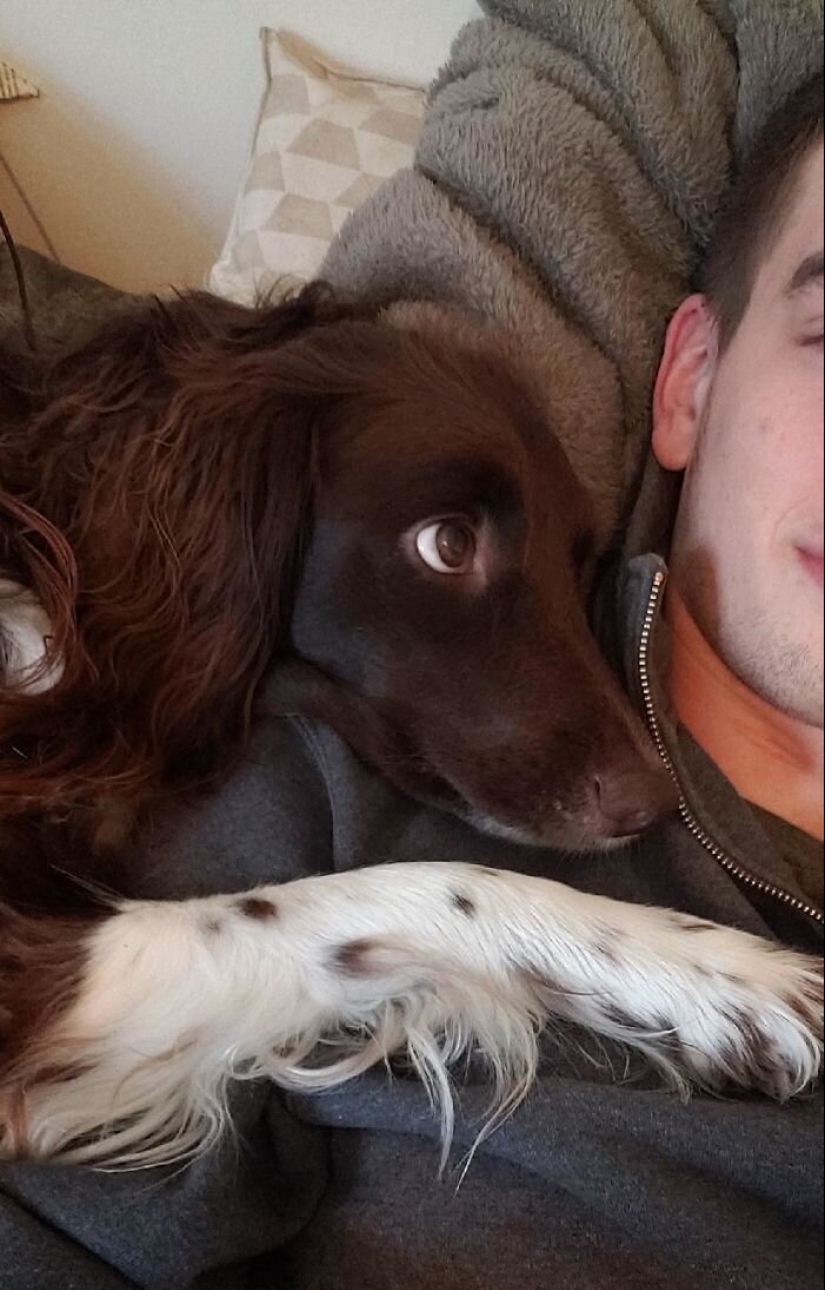40 dogs and cats whose eyes glow with love and adoration 40 dogs and cats whose eyes glow with love and adoration