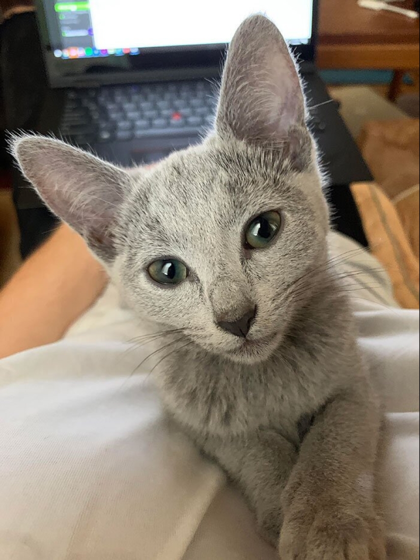 40 dogs and cats whose eyes glow with love and adoration 40 dogs and cats whose eyes glow with love and adoration