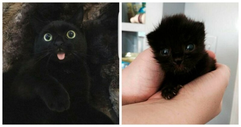 40 encantador fotos de la evidencia de que los gatos negros no tienen por qué temer 40 encantador fotos de la evidencia de que los gatos negros no tienen por qué temer