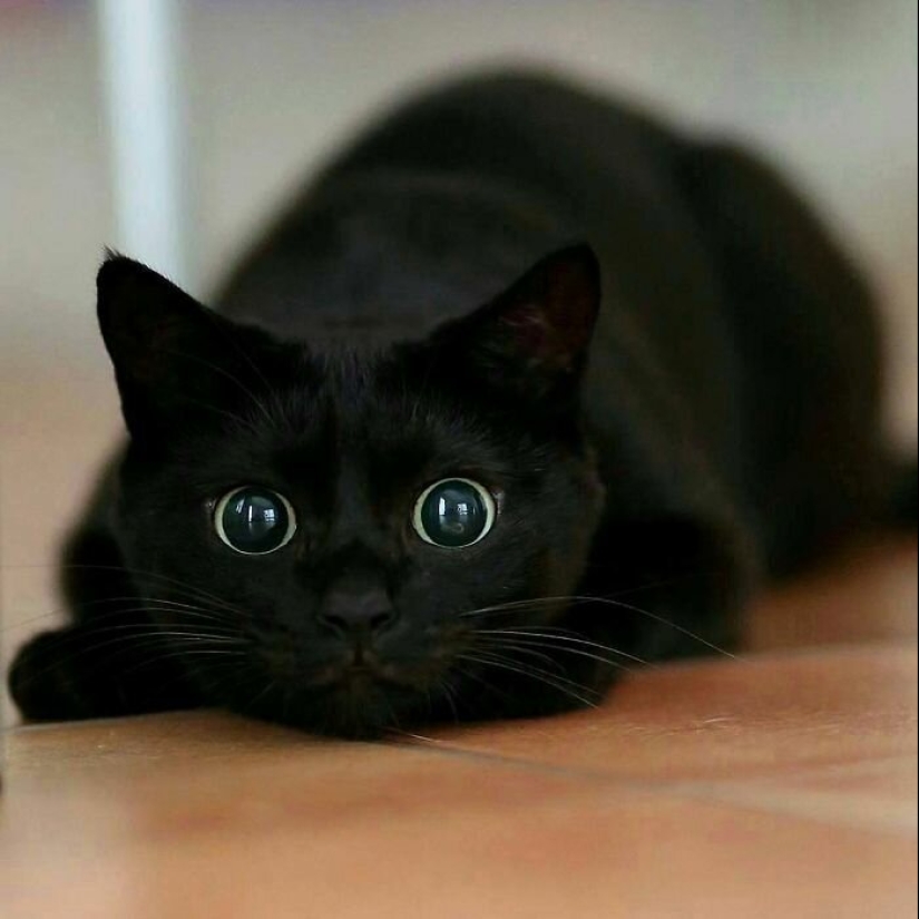 40 encantador fotos de la evidencia de que los gatos negros no tienen por qué temer 40 encantador fotos de la evidencia de que los gatos negros no tienen por qué temer