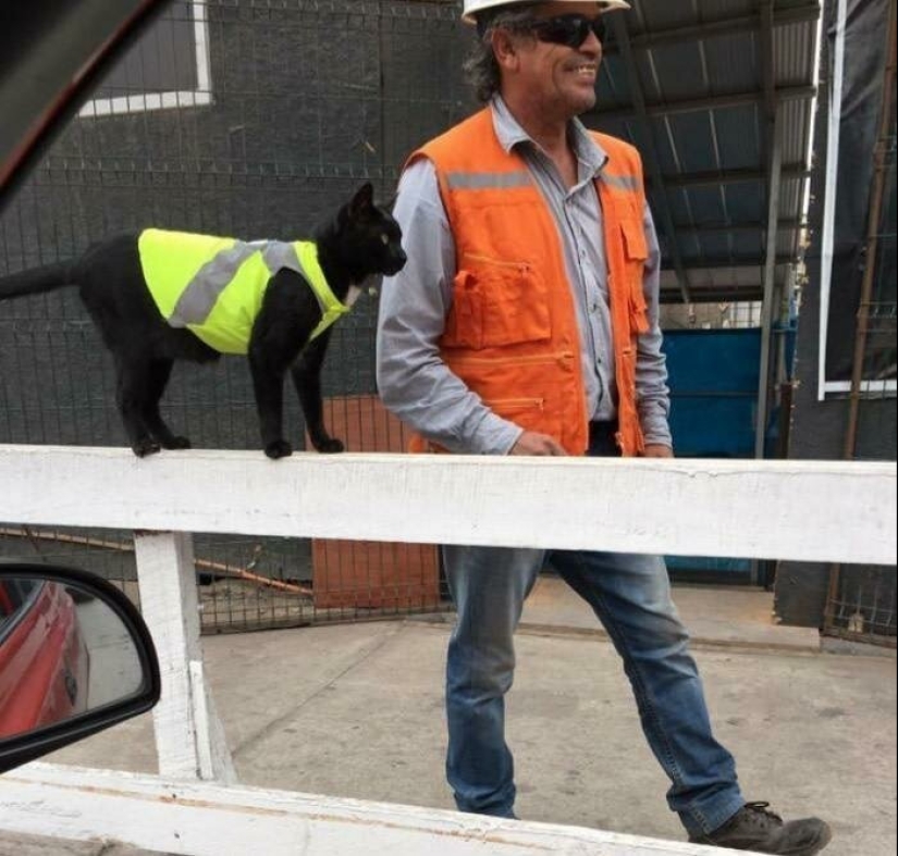 40 encantador fotos de la evidencia de que los gatos negros no tienen por qué temer 40 encantador fotos de la evidencia de que los gatos negros no tienen por qué temer