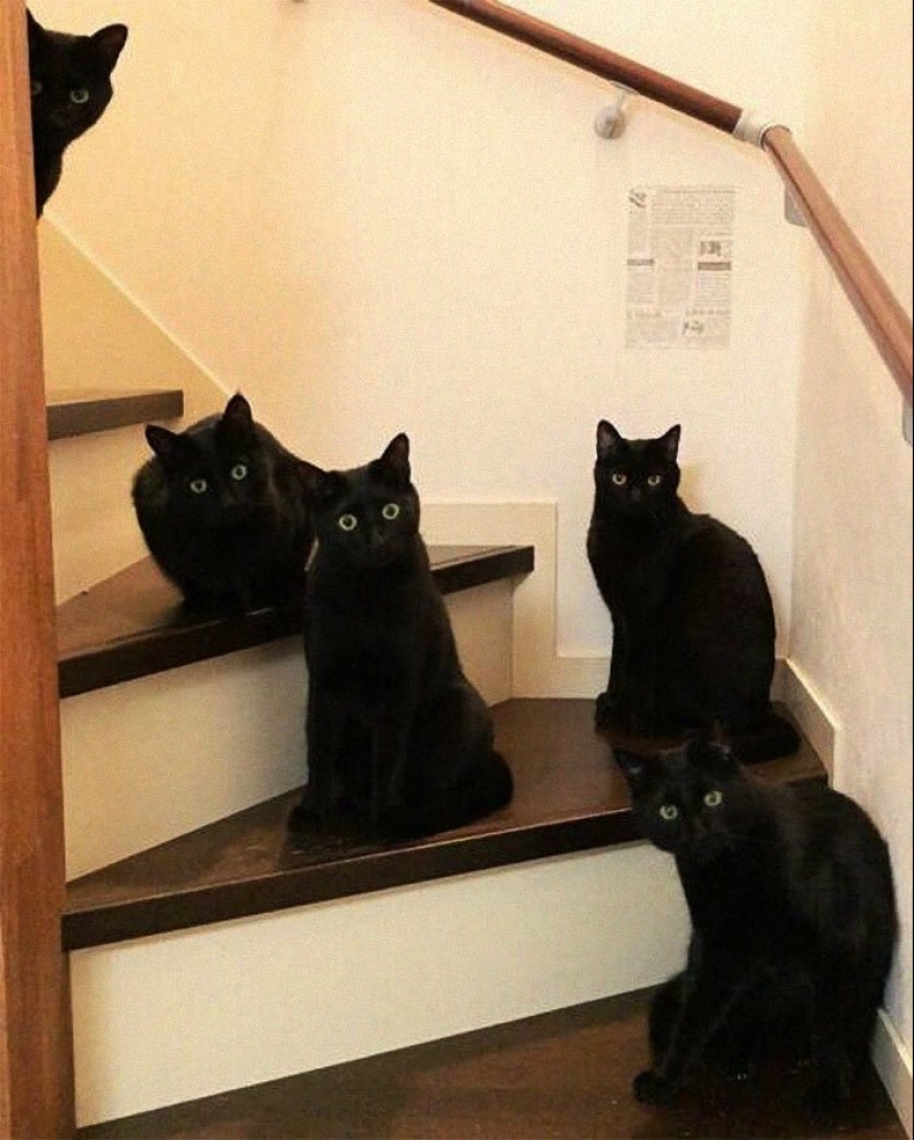 40 encantador fotos de la evidencia de que los gatos negros no tienen por qué temer 40 encantador fotos de la evidencia de que los gatos negros no tienen por qué temer