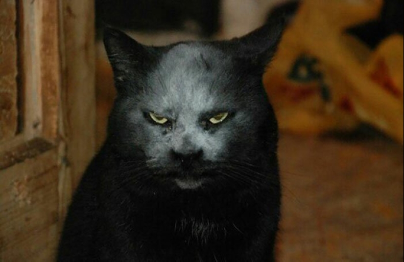 40 encantador fotos de la evidencia de que los gatos negros no tienen por qué temer 40 encantador fotos de la evidencia de que los gatos negros no tienen por qué temer