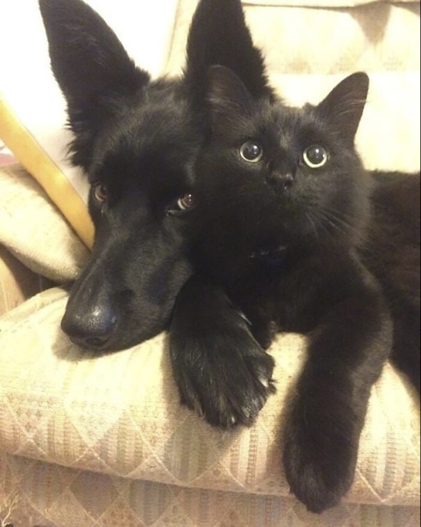 40 encantador fotos de la evidencia de que los gatos negros no tienen por qué temer 40 encantador fotos de la evidencia de que los gatos negros no tienen por qué temer