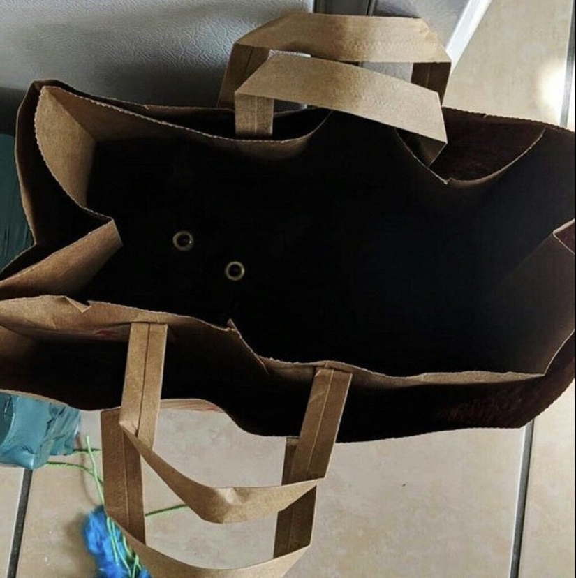 40 encantador fotos de la evidencia de que los gatos negros no tienen por qué temer 40 encantador fotos de la evidencia de que los gatos negros no tienen por qué temer