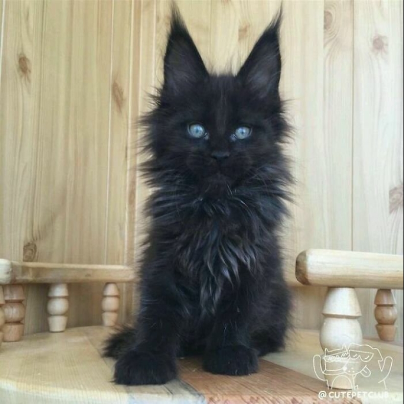 40 encantador fotos de la evidencia de que los gatos negros no tienen por qué temer 40 encantador fotos de la evidencia de que los gatos negros no tienen por qué temer