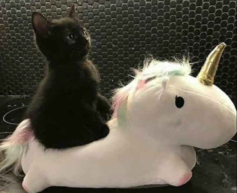 40 encantador fotos de la evidencia de que los gatos negros no tienen por qué temer 40 encantador fotos de la evidencia de que los gatos negros no tienen por qué temer