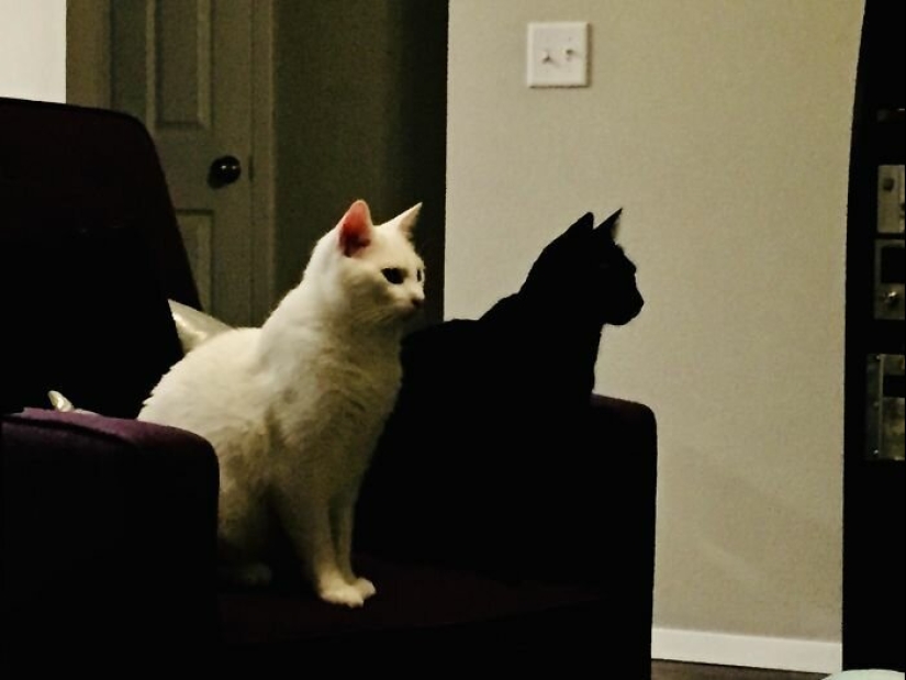 40 encantador fotos de la evidencia de que los gatos negros no tienen por qué temer 40 encantador fotos de la evidencia de que los gatos negros no tienen por qué temer