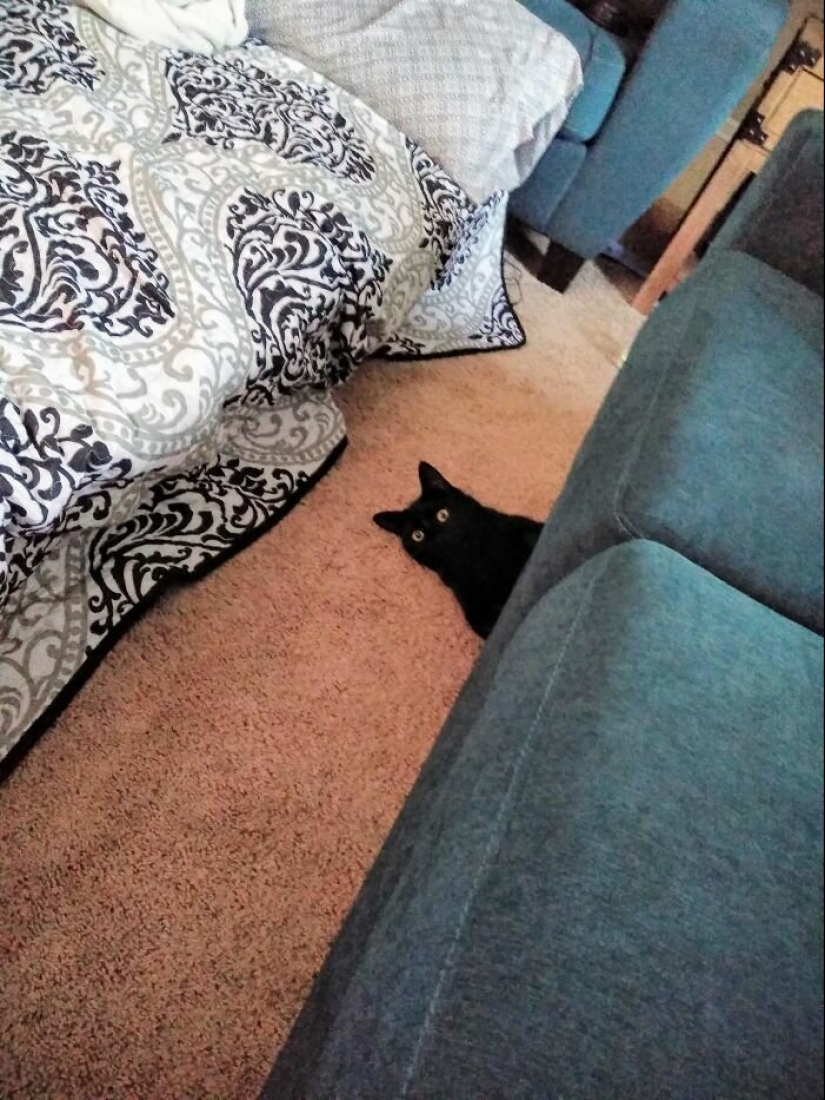 40 encantador fotos de la evidencia de que los gatos negros no tienen por qué temer 40 encantador fotos de la evidencia de que los gatos negros no tienen por qué temer