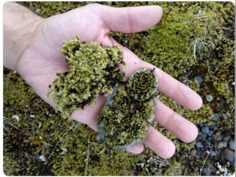 40 entertaining photo comparisons that open up a new view of the world 40 entertaining photo comparisons that open up a new view of the world