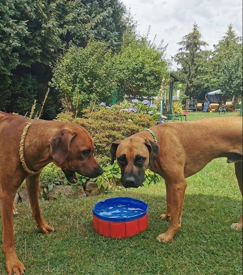 40 examples of how brazenly deceive customers on the Internet