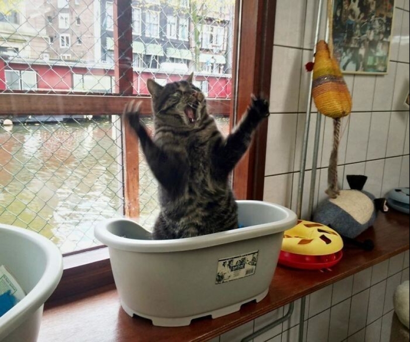 40 gatos increíblemente dramáticos que por alguna razón todavía no tienen un Oscar