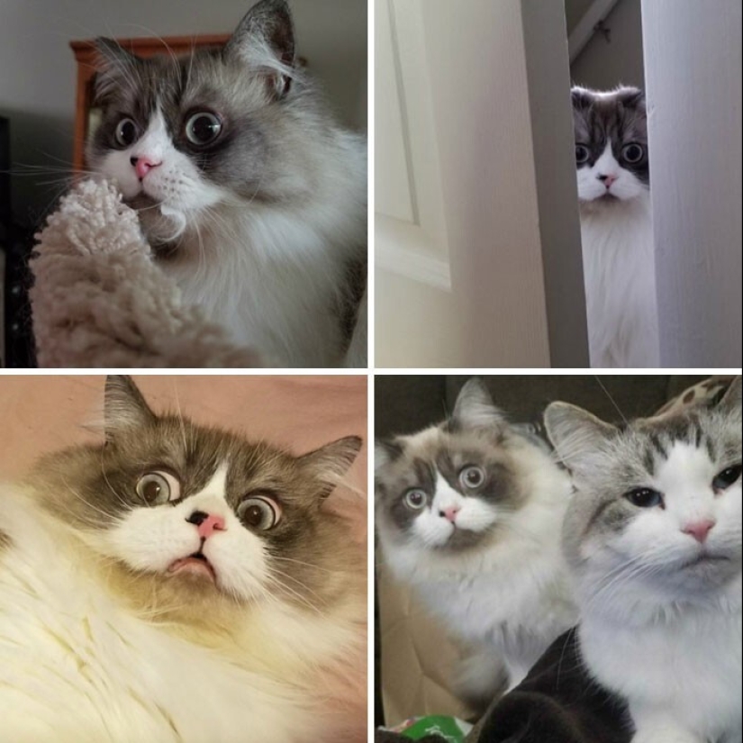 40 gatos increíblemente dramáticos que por alguna razón todavía no tienen un Oscar