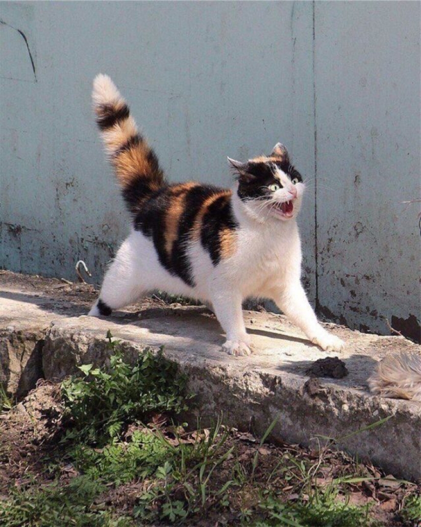 40 gatos increíblemente dramáticos que por alguna razón todavía no tienen un Oscar