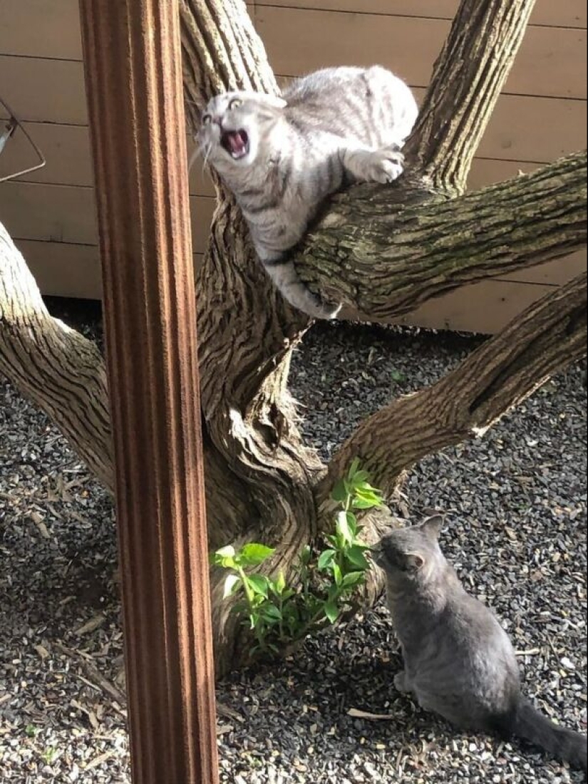 40 gatos increíblemente dramáticos que por alguna razón todavía no tienen un Oscar