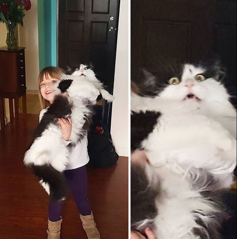 40 gatos increíblemente dramáticos que por alguna razón todavía no tienen un Oscar