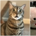 40 gatos increíblemente dramáticos que por alguna razón todavía no tienen un Oscar 40 gatos increíblemente dramáticos que por alguna razón todavía no tienen un Oscar