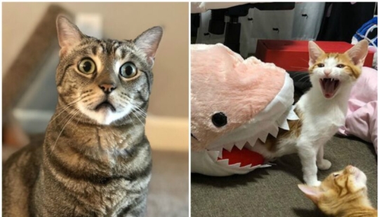 40 incredibly dramatic cats who for some reason still don't have an Oscar 40 incredibly dramatic cats who for some reason still don't have an Oscar