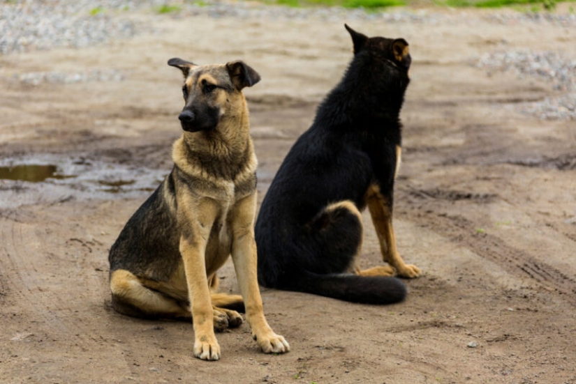 40 injections in the stomach, or the whole truth about rabies vaccinations 40 injections in the stomach, or the whole truth about rabies vaccinations