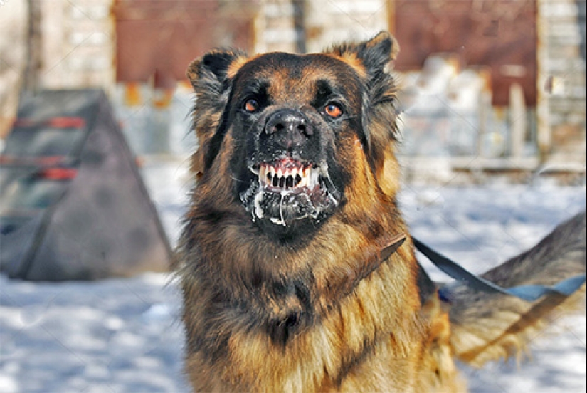 40 injections in the stomach, or the whole truth about rabies vaccinations 40 injections in the stomach, or the whole truth about rabies vaccinations