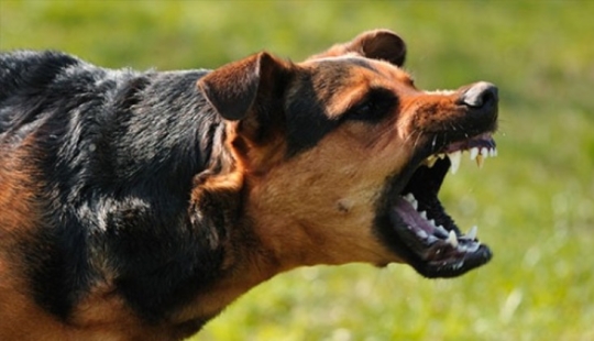 40 injections in the stomach, or the whole truth about rabies vaccinations 40 injections in the stomach, or the whole truth about rabies vaccinations