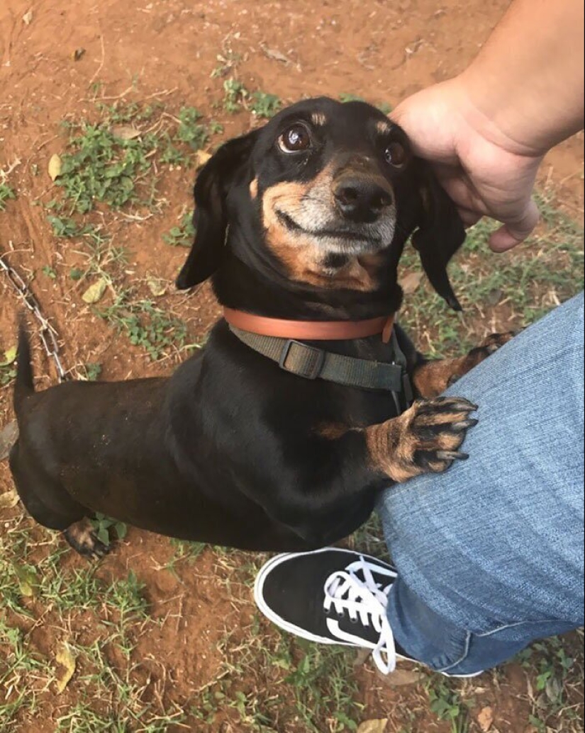 40 perros y gatos cuyos ojos brillan con amor y adoración 40 perros y gatos cuyos ojos brillan con amor y adoración